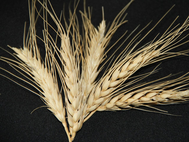 After an Oregon farmer found wheat containing Monsanto&#039;s Roundup Ready trait in one of his fields in the spring of 2013, the U.S.&#039; top export markets for soft white wheat -- Japan, Taiwan and South Korea -- temporarily halted and tested shipments for the presence of the trait. (DTN file photo by Elaine Shein)